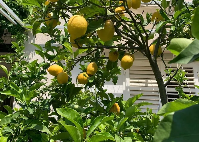 Lemon Seget Vranjica